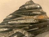 Orthoceras fossil