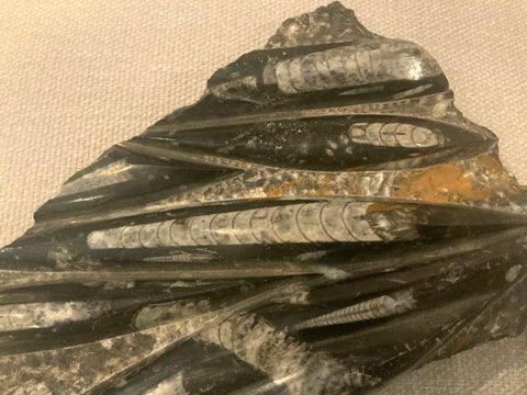 Orthoceras fossil