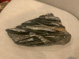 Orthoceras fossil