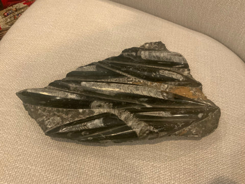 Orthoceras fossil