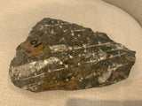 Orthoceras fossil