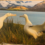 Onne van der Wal photo of birds