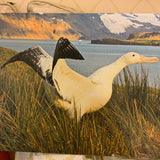 Onne van der Wal photo of birds