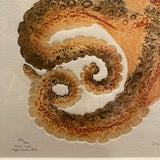 Mathew Smith 2001 Octopus print